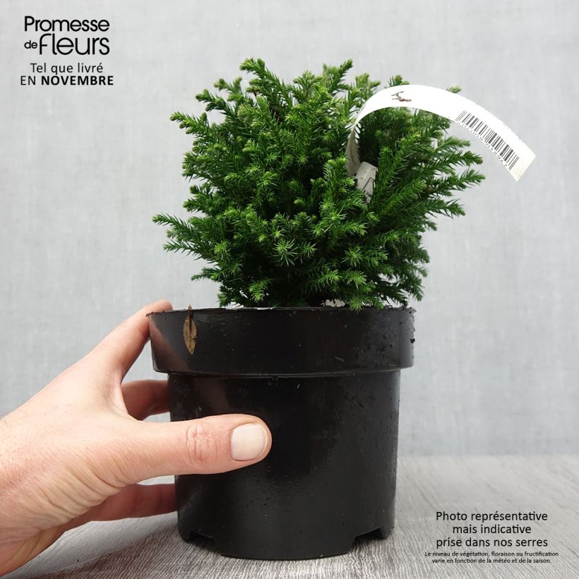 Example of Cryptomeria japonica Green Pearl - Cèdre du Japon Pot de 2L/3L as you get in automne
