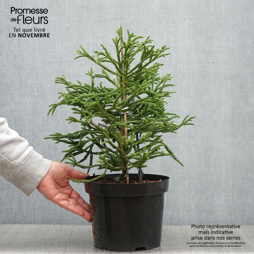 Example of Cryptomeria japonica Spiralis - Cèdre du Japon Pot de 4L/5L as you get in automne