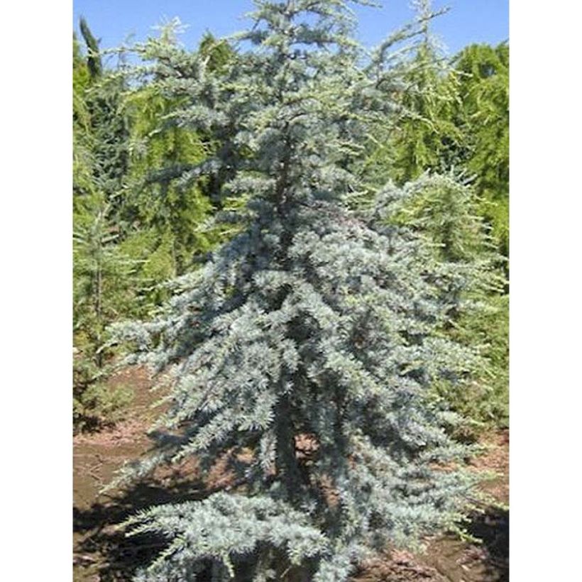 Cèdre bleu de l'Atlas - Cedrus libani atlantica Horstmanns Silberspitz (Foliage)