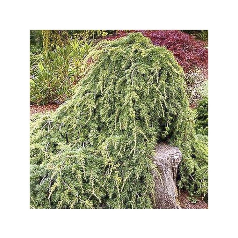 Cèdre de l'Atlas - Cedrus libani atlantica Sargentii (Foliage)