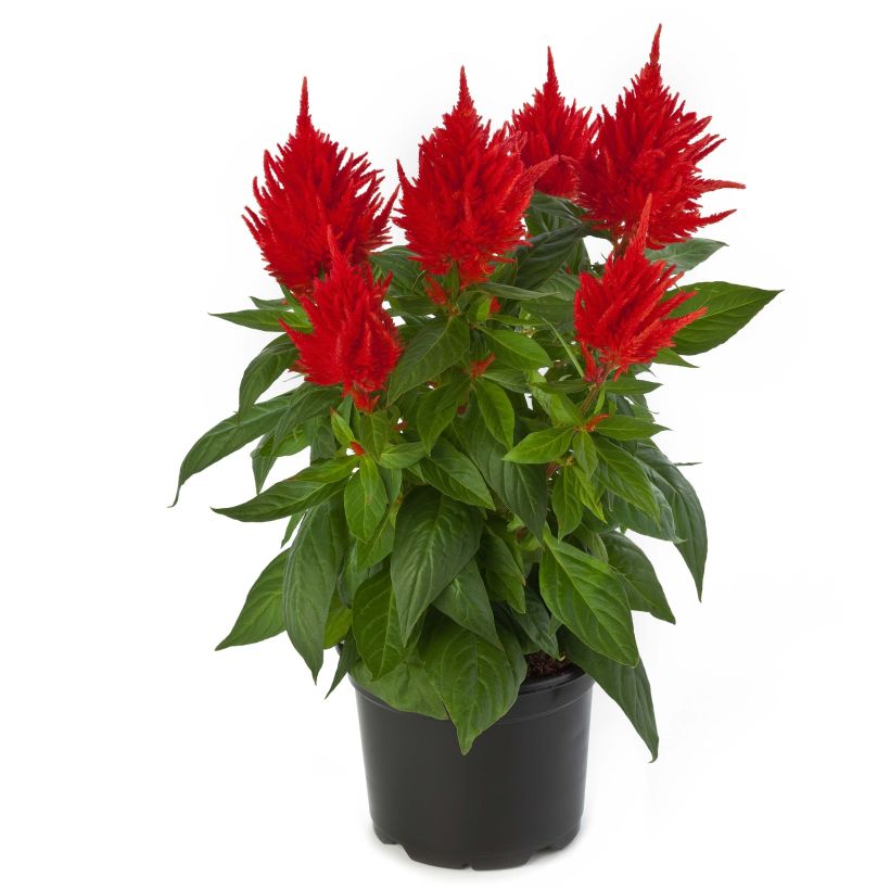 Celosie Kelos Fire Orange Mini-mottes (Flowering)