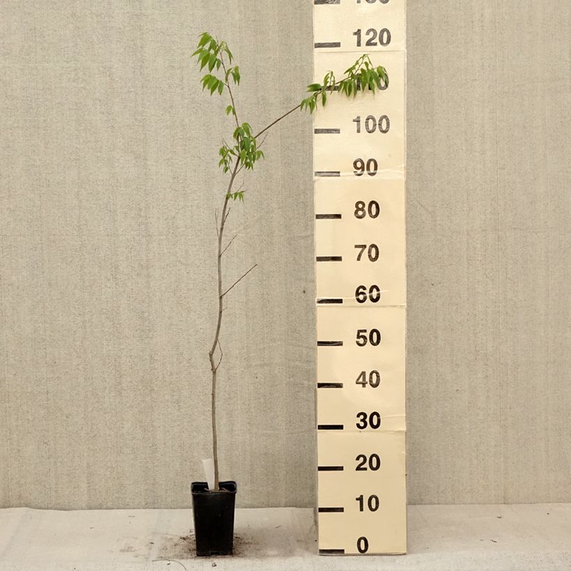 Example of Celtis australis - Micocoulier de Provence Godet de 8/9 cm as you get in ete