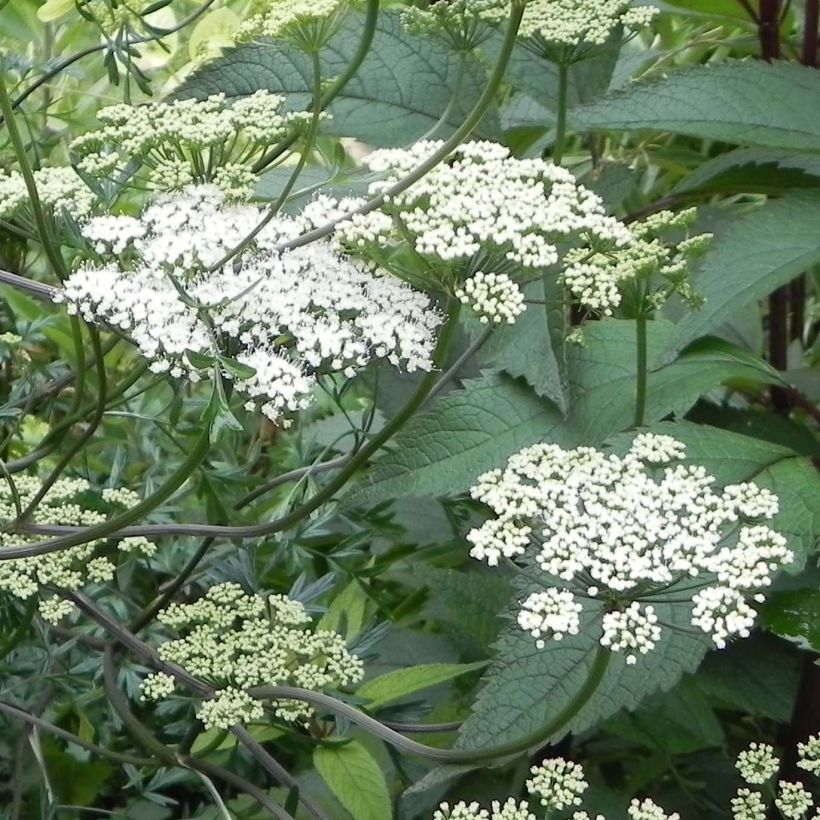 Cenolophium denudatum - Persil de la Baltique (Flowering)