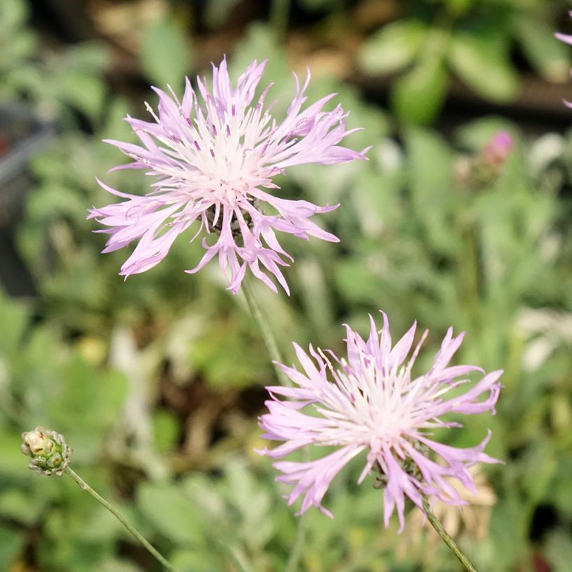Centaurea bella - Centaurée élégante  (Flowering)