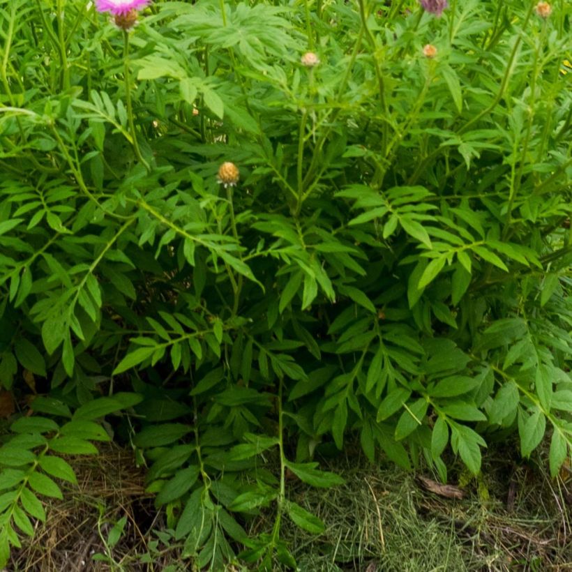 Centaurea dealbata - Centaurée de Perse (Foliage)