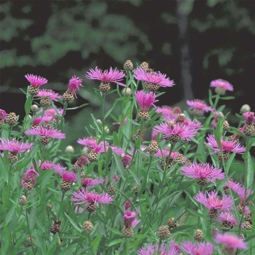 Centaurea jacea - Centaurée jacée (Plant habit)
