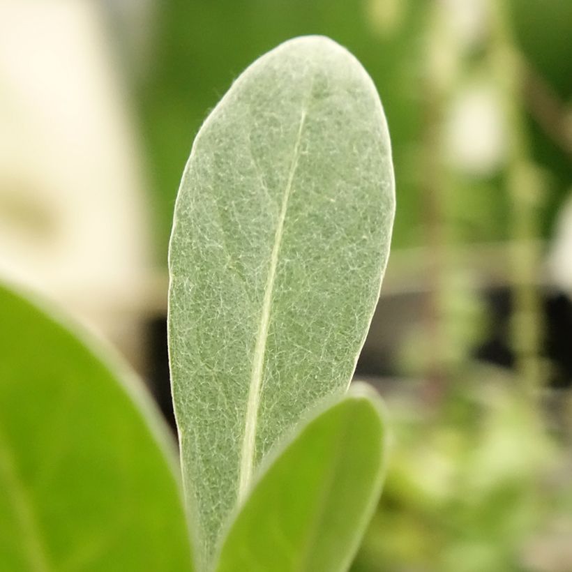 Centaurée Caramia - Centaurea (x) montana (Foliage)