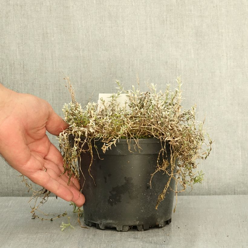 Example of Cerastium tomentosum var. columnae - Oreille de souris - Céraiste Columnae Pot de 2L/3L as you get in ete