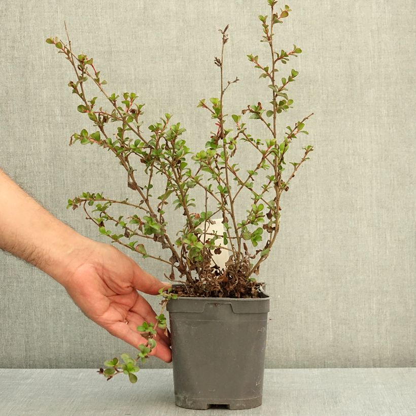 Example of Ceratostigma griffithii, Dentelaire Pot de 2L/3L as you get in ete