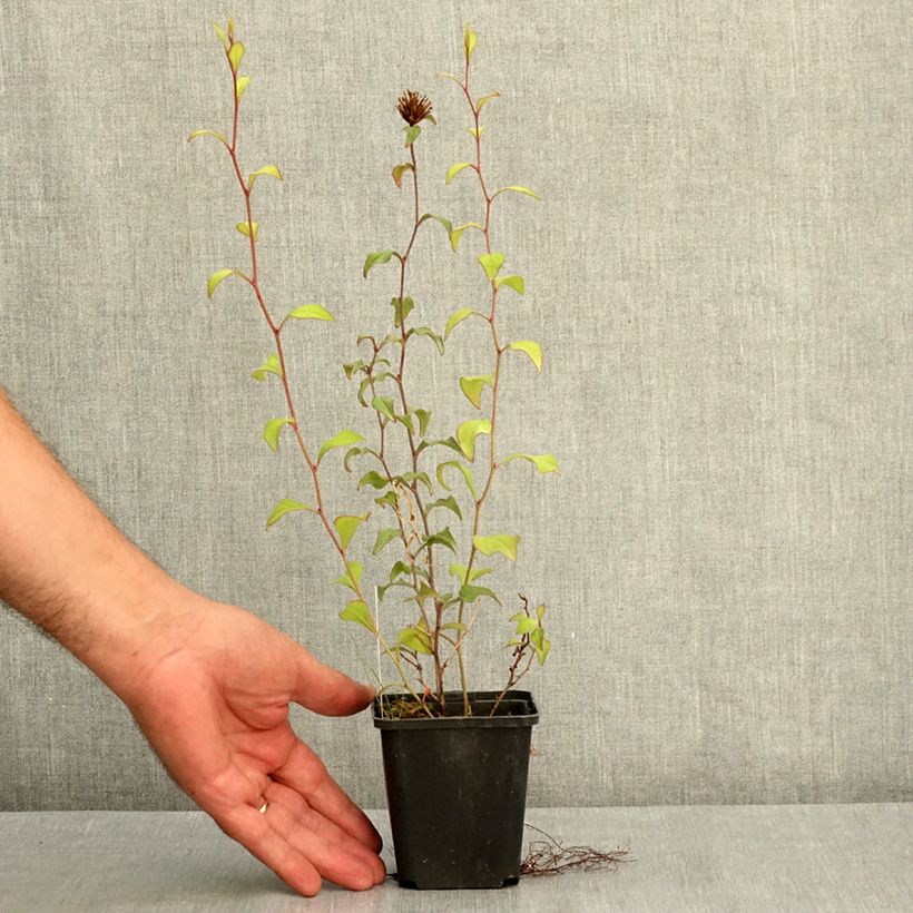 Example of Ceratostigma willmottianum - Dentelaire Godet de 8/9 cm as you get in ete