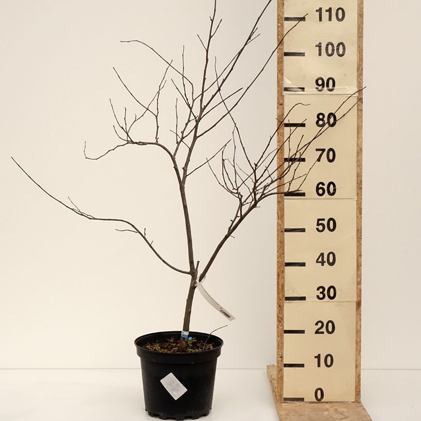 Example of Cercis canadensis Alley Cat - Gainier du Canada  Pot de 6L/7L as you get in hiver