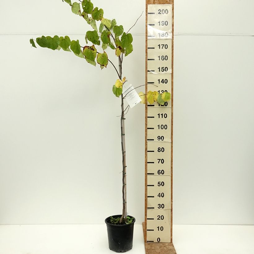 Example of Cercis canadensis - Gainier du Canada Pot de 7,5L/10L as you get in ete