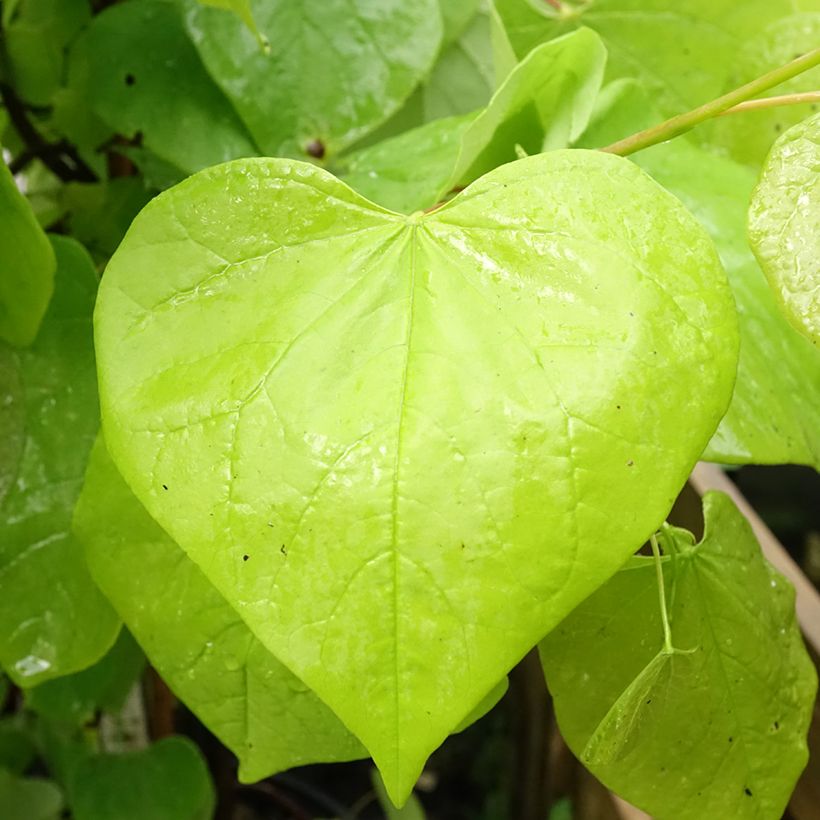 Cercis canadensis Golden Falls - Gainier du Canada (Foliage)