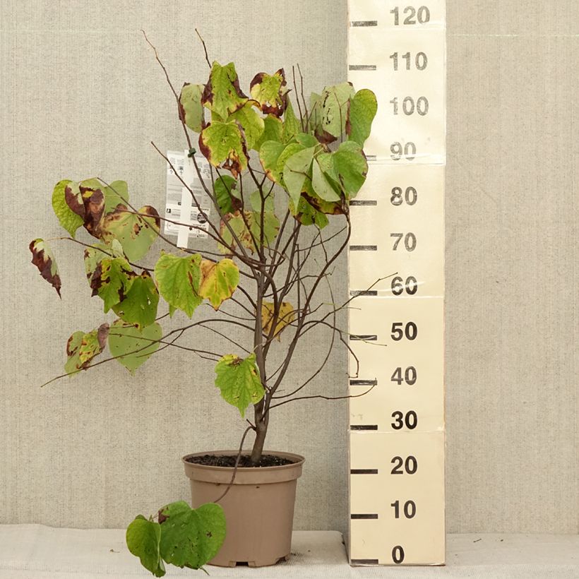 Example of Cercis canadensis Hearts of Gold - Arbre de Judée doré Pot de 7,5L/10L as you get in automne