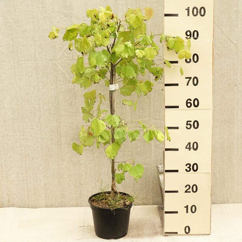 Example of Cercis canadensis Hearts of Gold - Arbre de Judée doré Pot de 4L/5L as you get in ete