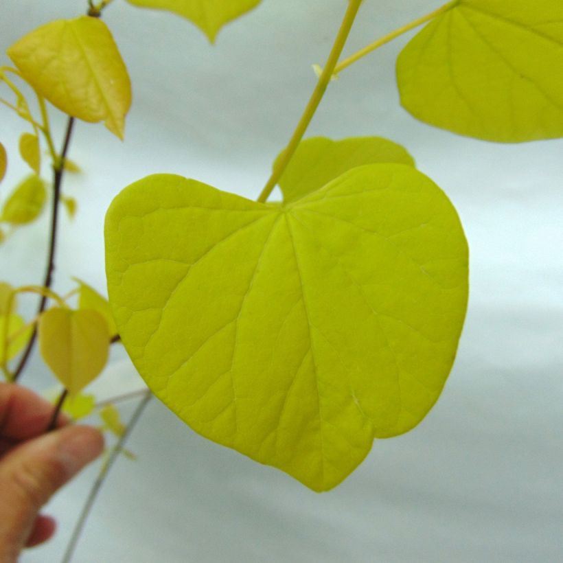 Cercis canadensis Hearts of Gold - Arbre de Judée doré (Foliage)