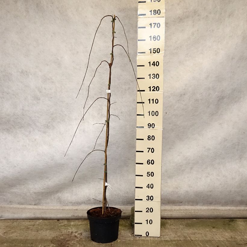 Example of Cercis canadensis Lavender Twist - Gainier du Canada pleureur rose Pot de 7,5L/10L as you get in automne