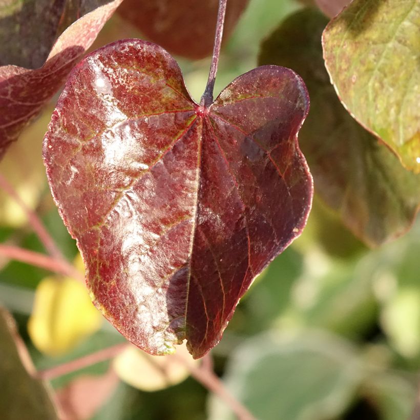 Cercis canadensis Merlot - Gainier du Canada  (Foliage)
