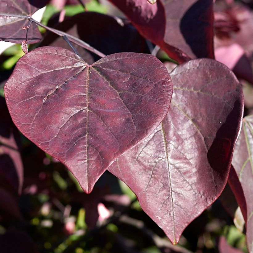 Cercis canadensis Red Force - Gainier du Canada  (Foliage)