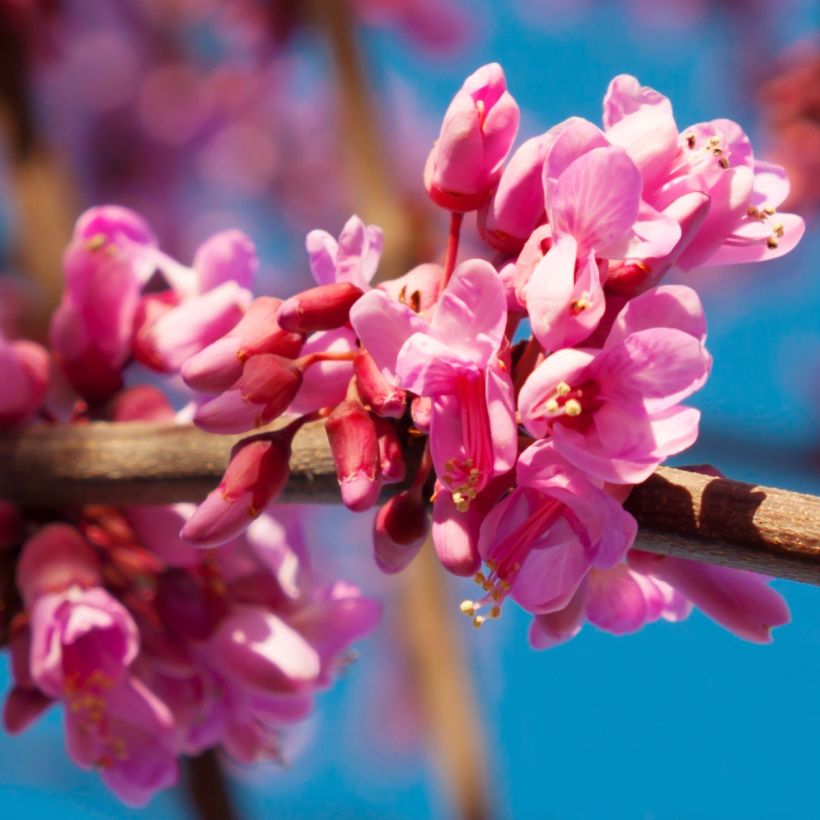 Cercis canadensis Red Force - Gainier du Canada  (Flowering)