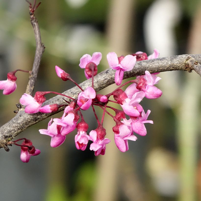 Cercis canadensis Ruby Falls – Arbre de Judée pleureur, nain et pourpre (Flowering)