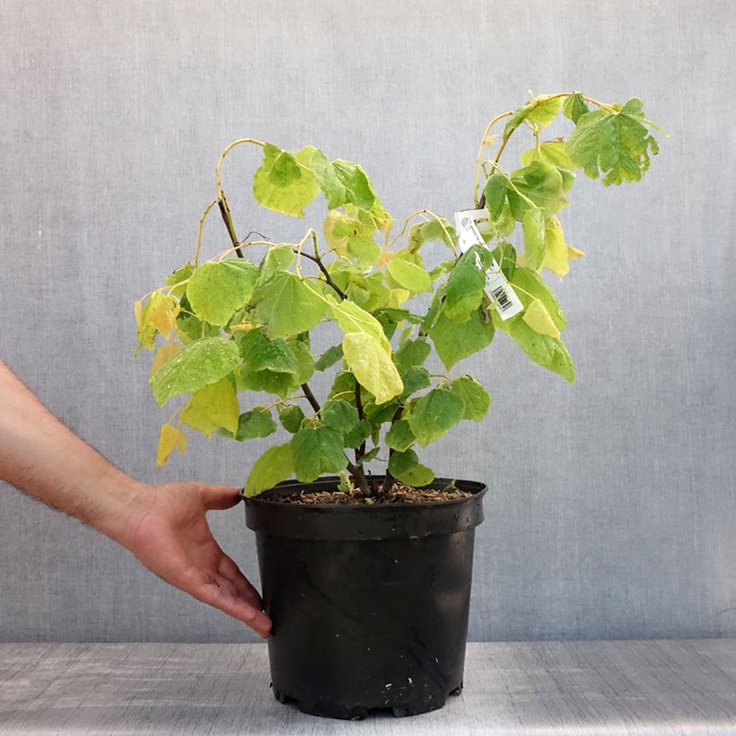 Example of Cercis canadensis The Rising Sun - Gainier du Canada Pot de 6L/7L as you get in ete