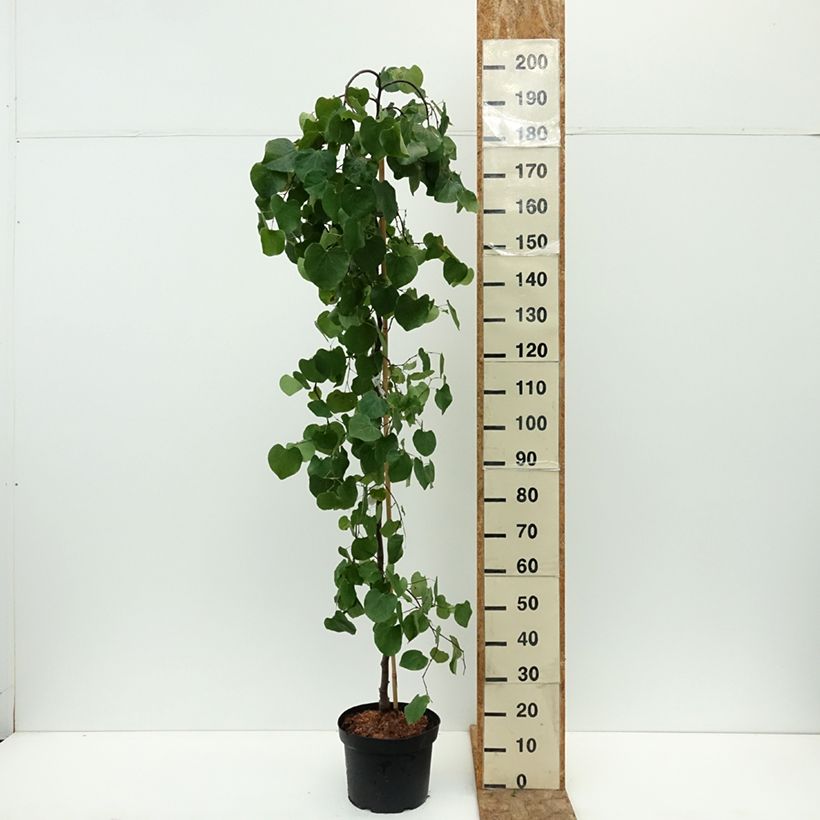 Example of Cercis canadensis Traveller - Arbre de Judée Pot de 7,5L/10L as you get in ete
