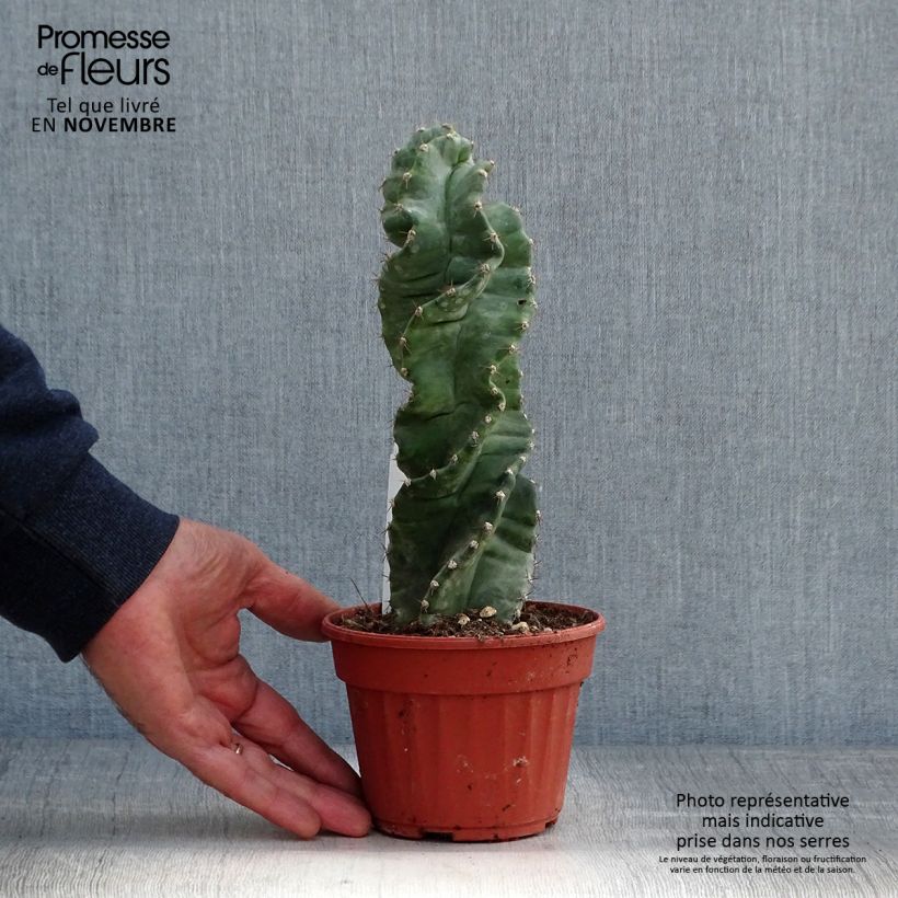 Example of Cereus forbesii Spiralis Pot de 12 cm / 13 cm as you get in automne