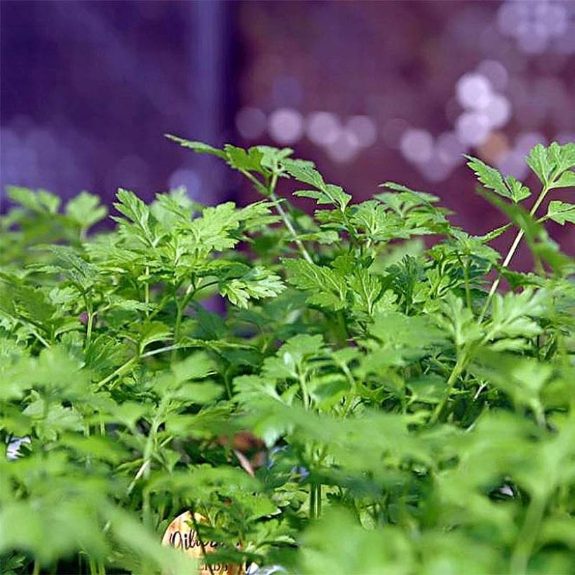 Cerfeuil commun Bio (Foliage)