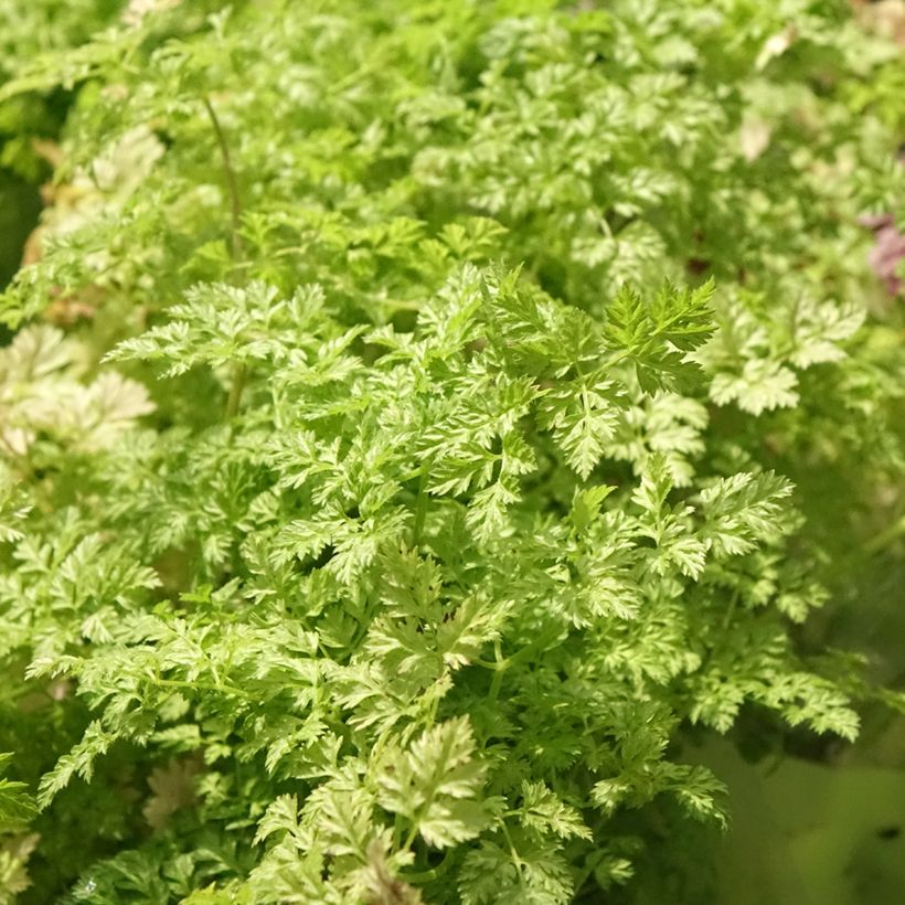 Cerfeuil commun en plants - Anthriscus cerefolium (Foliage)