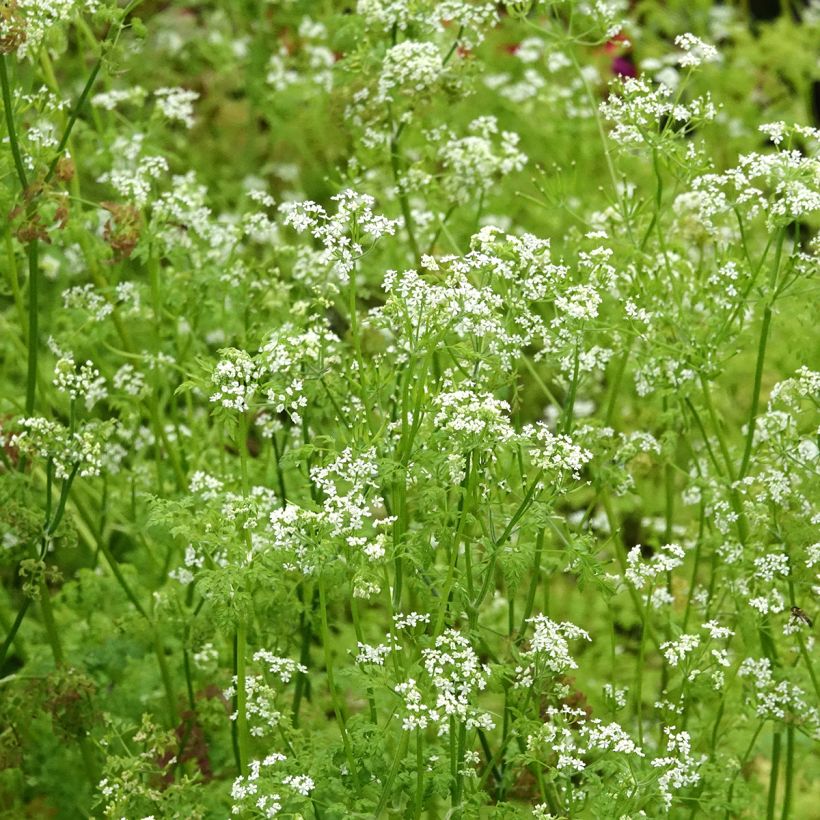 Cerfeuil commun en plants - Anthriscus cerefolium (Flowering)