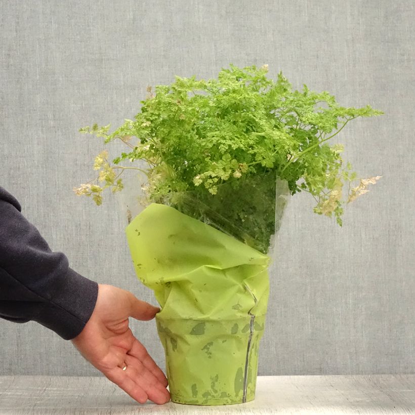 Example of Cerfeuil commun en plants - Anthriscus cerefolium Pot de 1,5L/2L as you get in ete