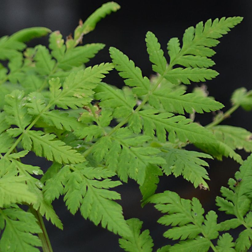 Myrrhis odorata - Cerfeuil musqué ou anisé (Foliage)