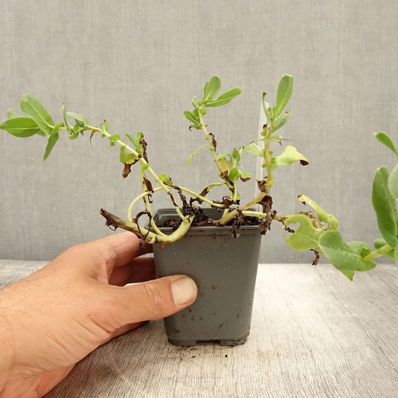 Example of Cerinthe glabra - Cérinthe glabre Godet de 8/9 cm as you get in automne