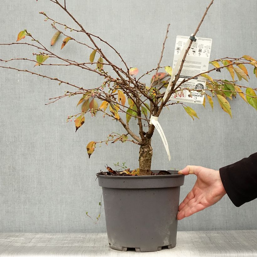 Example of Cerisier à fleurs d'automne - Prunus subhirtella Autumnalis Rosea  Pot de 7,5L/10L as you get in automne