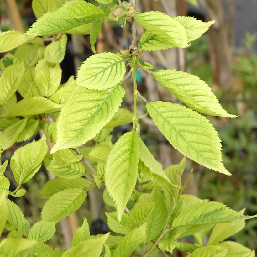 Cerisier à fleurs du Japon - Prunus incisa Frilly Frock (Foliage)