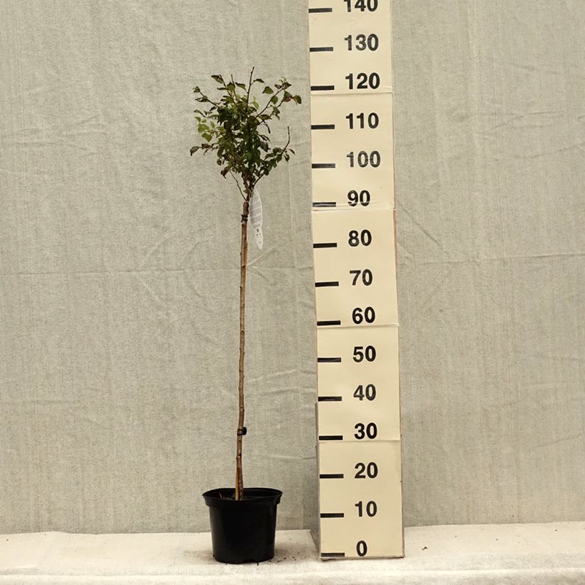 Example of Cerisier à fleurs nain du Japon - Prunus incisa Kojo no mai Pot de 4L/5L, Tige as you get in ete
