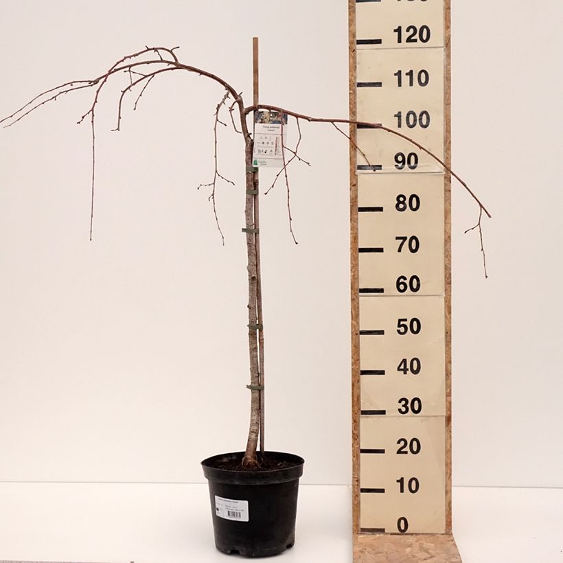 Example of Cerisier à fleurs pleureur - Prunus yedoensis Ivensii Pot de 4L/5L as you get in hiver