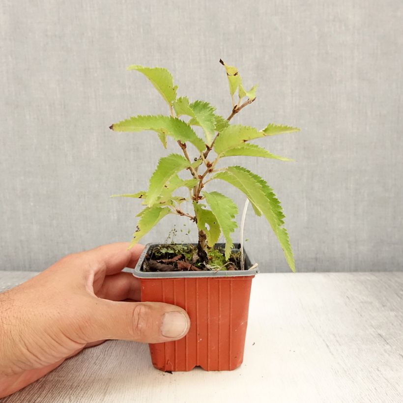 Example of Cerisier à fleurs - Prunus nipponica Brillant Godet de 8/9 cm as you get in ete