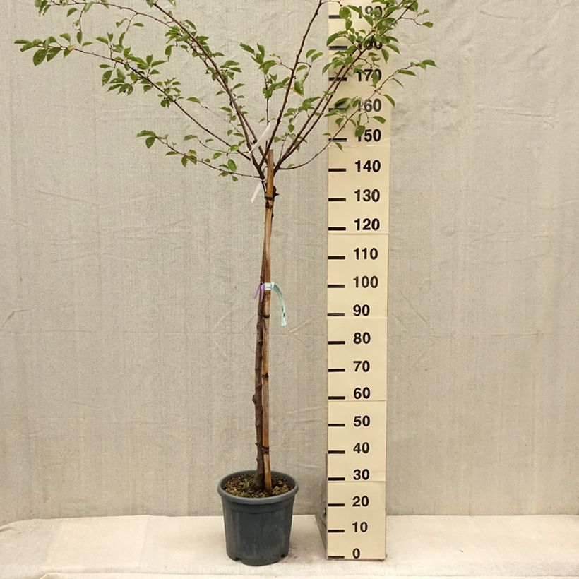 Example of Cerisier à fleurs - Prunus serrulata Shirofugen Pot de 12L/15L, Demi-Tige as you get in ete