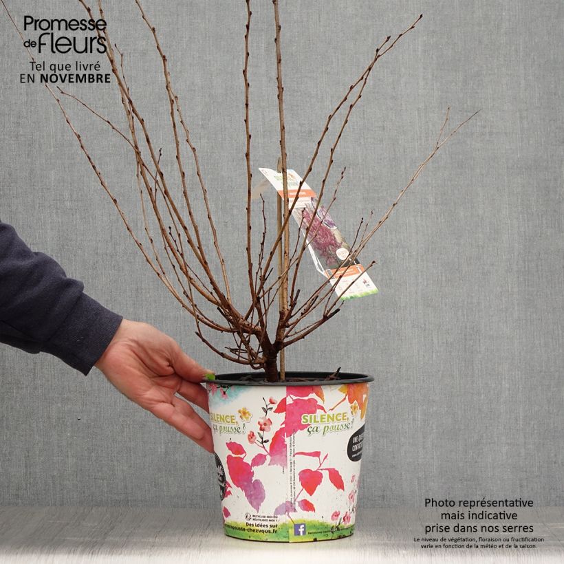 Example of Cerisier à fleurs - Prunus subhirtella Fukubana Pot de 4L/5L as you get in automne