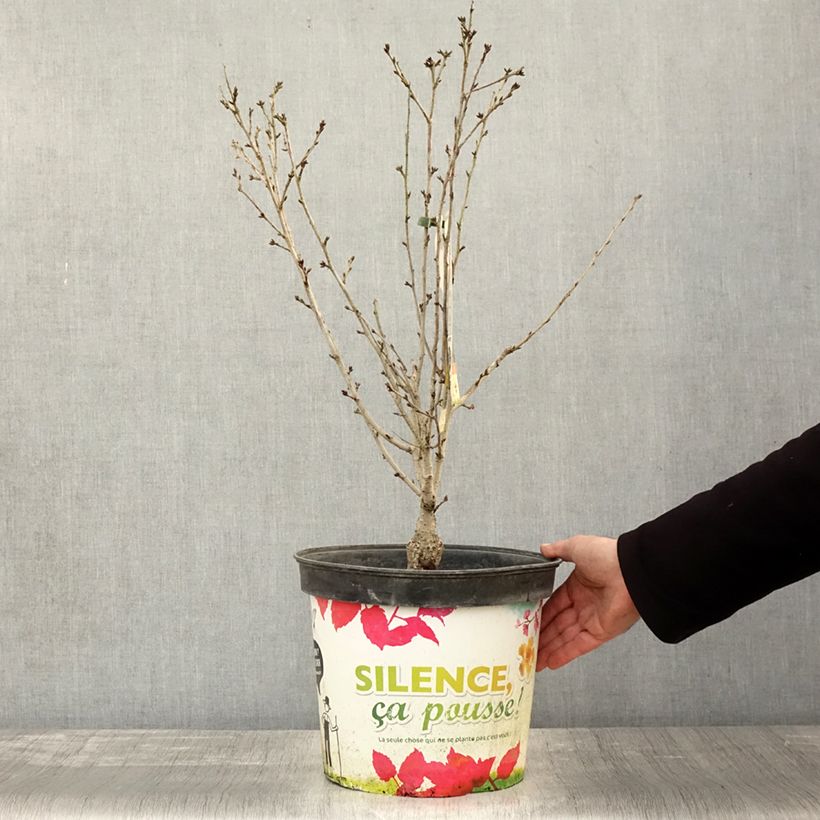 Example of Cerisier à fleurs - Prunus subhirtella Fukubana Pot de 7,5L/10L as you get in automne