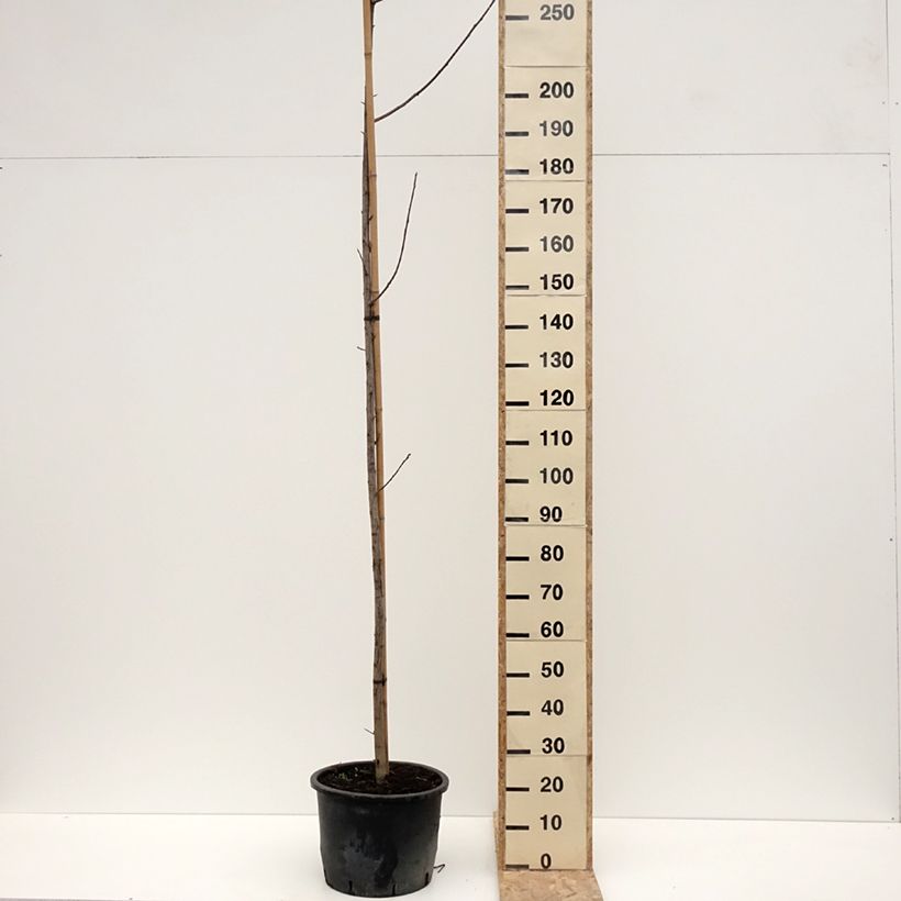 Example of Cerisier à grappes de Virginie - Prunus virginiana Canada Red Pot de 20L/25L as you get in hiver