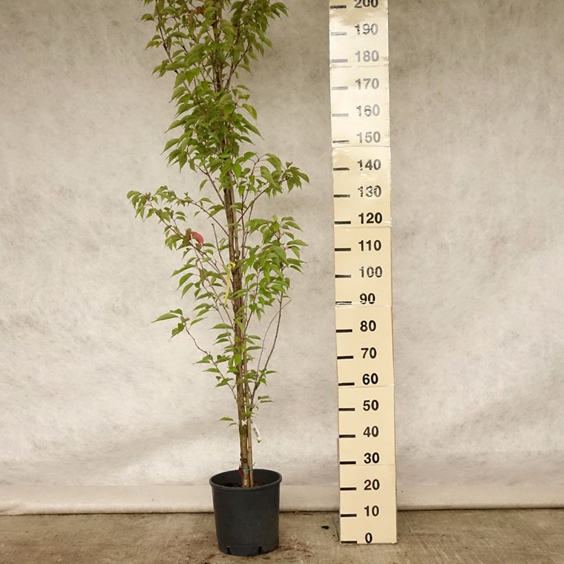 Example of Cerisier à grappes - Prunus serrulata Sunset Boulevard Pot de 12L/15L as you get in ete