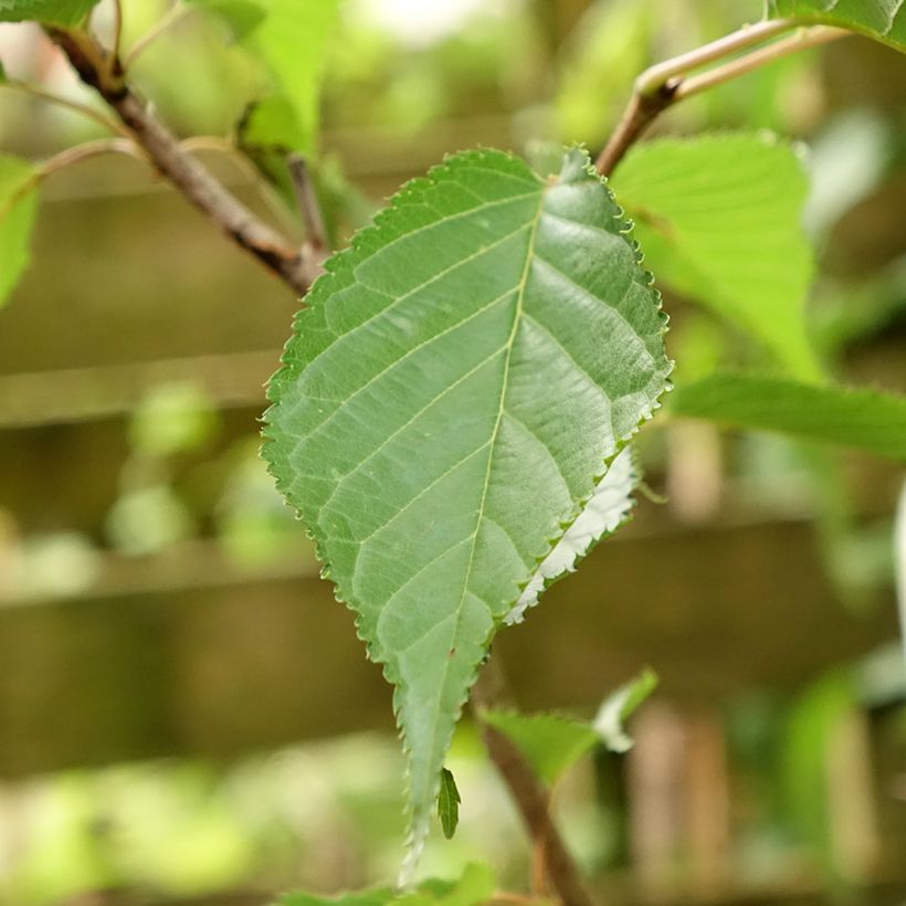 Cerisier à grappes - Prunus serrulata Sunset Boulevard (Foliage)