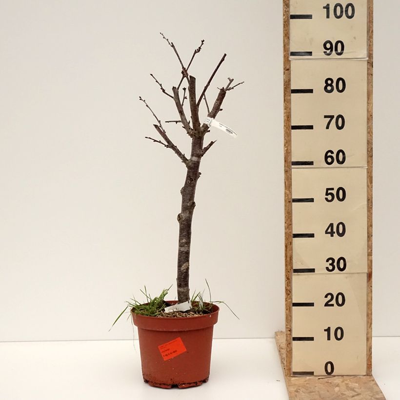 Example of Cerisier Allegria Delbard - Prunus cerasus  Pot de 7,5L/10L, Gobelet as you get in hiver