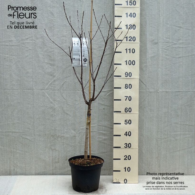 Example of Cerisier Anglaise Hâtive - Prunus cerasus Pot de 7,5L/10L, Gobelet as you get in automne