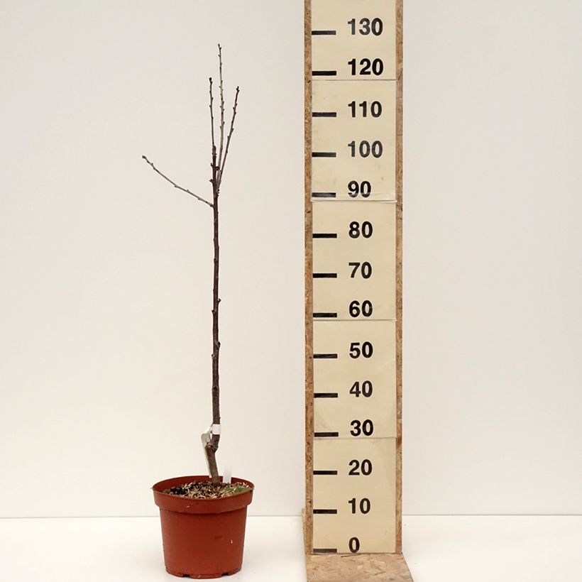 Example of Cerisier Anglaise Hâtive - Prunus cerasus Pot de 7,5L/10L, Scion as you get in hiver