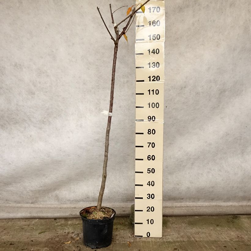 Example of Cerisier bigarreau Bigalise - Georges Delbard Pot de 7,5L/10L, Demi-Tige as you get in automne