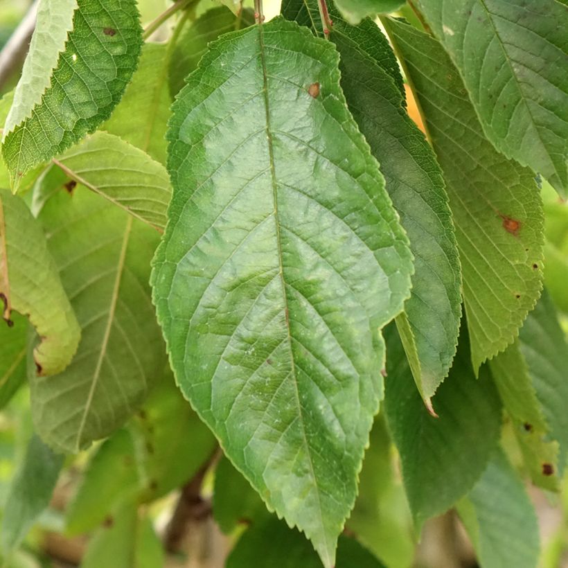 Cerisier Bigarreau Coeur de Pigeon (Foliage)